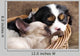 Spaniel Puppy And Kitten Wall Decal