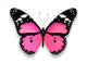 Pink Butterfly White Wall Decal