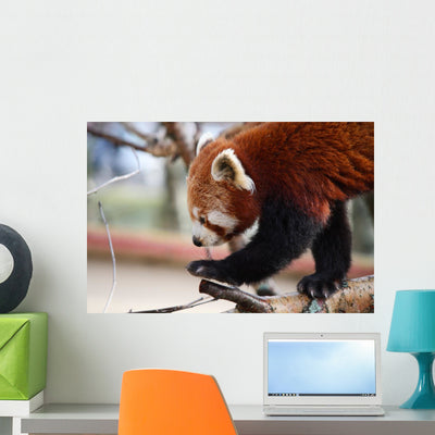 Red Panda Wall Decal shown on a wall