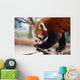 Red Panda Wall Decal