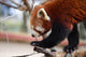 Red Panda Wall Decal