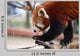 Red Panda Wall Decal