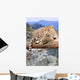 Leopard Wildness Area Wall Decal