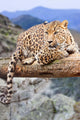 Leopard Wildness Area Wall Decal