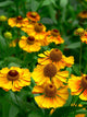 Helenium-Hybride Wall Decal