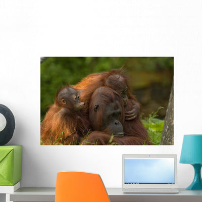 Mother Orangutan With Her Children Wall Decal shown on a wall