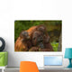 Mother Orangutan With Her Children Wall Decal