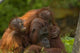 Mother Orangutan With Her Children Wall Decal
