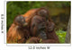 Mother Orangutan With Her Children Wall Decal