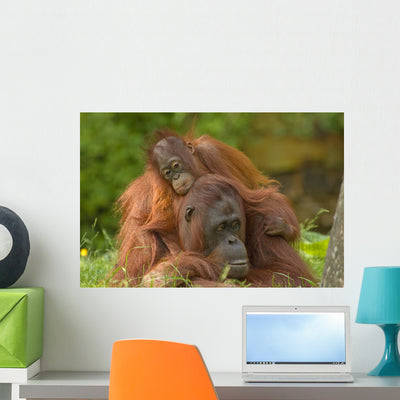 Resting Mother Orangutan With Her Child Wall Decal shown on a wall