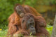 Resting Mother Orangutan With Her Child Wall Decal