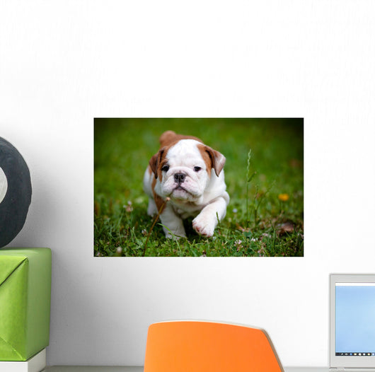 English Bulldog Puppy Outdoors Wall Decal