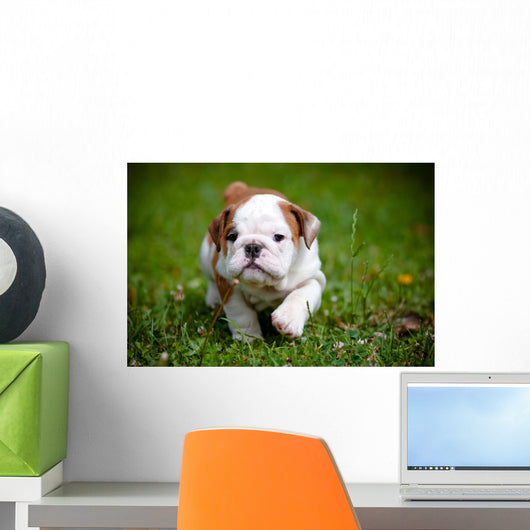 English Bulldog Puppy Outdoors Wall Decal