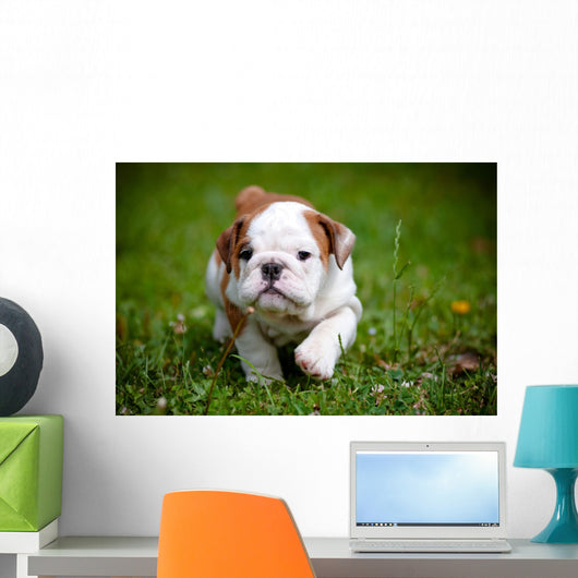 English Bulldog Puppy Outdoors Wall Decal