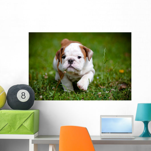 English Bulldog Puppy Outdoors Wall Decal