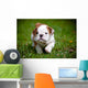 English Bulldog Puppy Outdoors Wall Decal