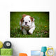 English Bulldog Puppy Outdoors Wall Decal