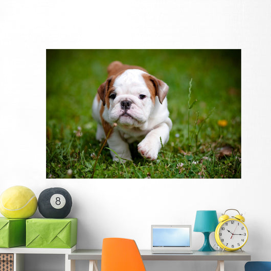 English Bulldog Puppy Outdoors Wall Decal