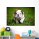 English Bulldog Puppy Outdoors Wall Decal