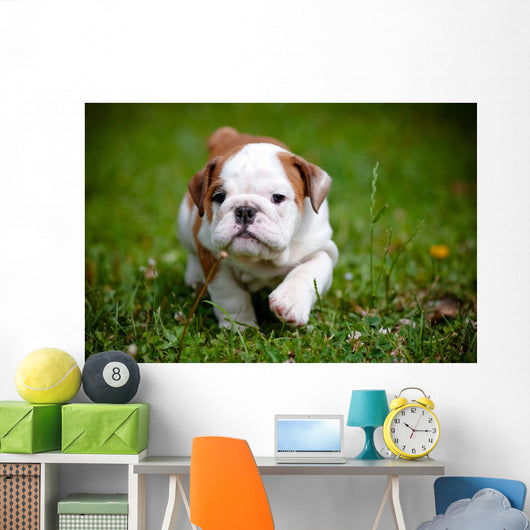 English Bulldog Puppy Outdoors Wall Decal