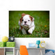English Bulldog Puppy Outdoors Wall Decal