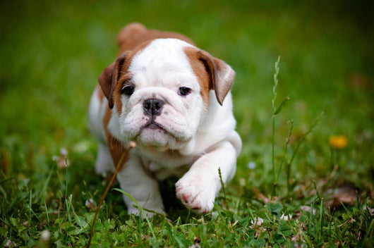 English Bulldog Puppy Outdoors Wall Decal