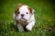 English Bulldog Puppy Outdoors Wall Decal