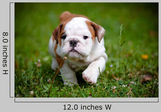 English Bulldog Puppy Outdoors Wall Decal
