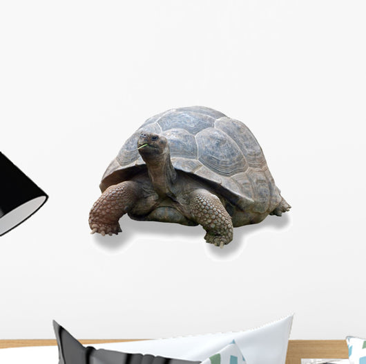 Galapagos Turtle Wall Decal