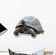 Galapagos Turtle Wall Decal