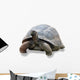 Galapagos Turtle Wall Decal