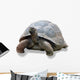 Galapagos Turtle Wall Decal