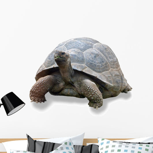 Galapagos Turtle Wall Decal