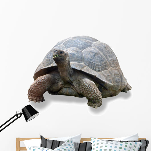 Galapagos Turtle Wall Decal