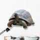 Galapagos Turtle Wall Decal