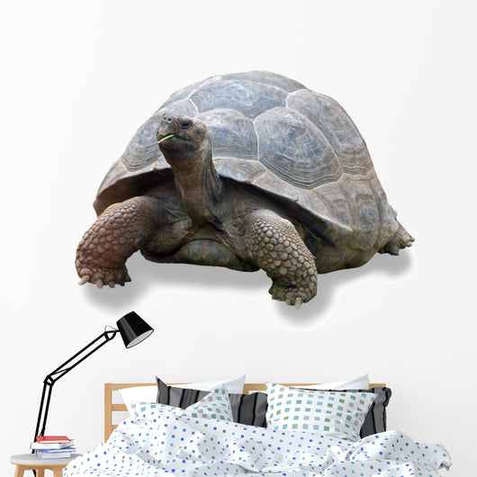 Galapagos Turtle Wall Decal