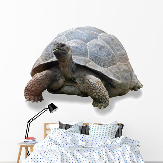 Galapagos Turtle Wall Decal