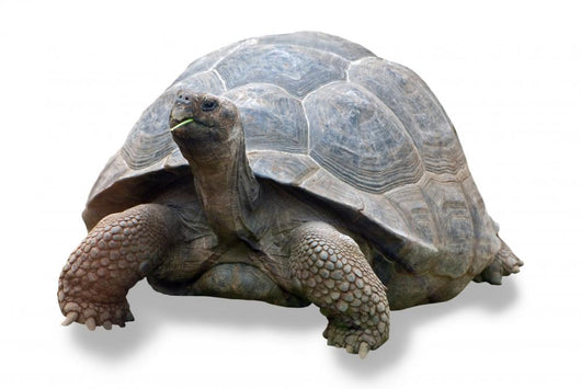 Galapagos Turtle Wall Decal
