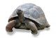 Galapagos Turtle Wall Decal