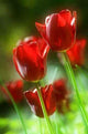 Red Tulips Wall Decal
