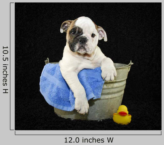 Bath Time Wall Decal