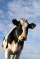 Curious Cow Wall Decal