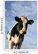 Curious Cow Wall Decal