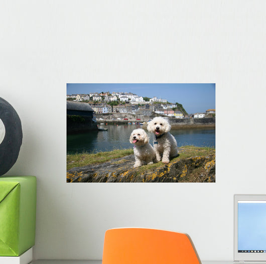 Bichon Frise Mevagissy Harbour Wall Decal