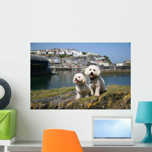 Bichon Frise Mevagissy Harbour Wall Decal