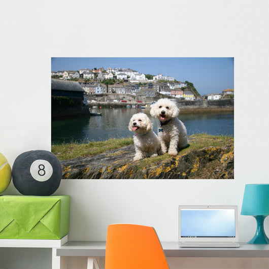 Bichon Frise Mevagissy Harbour Wall Decal