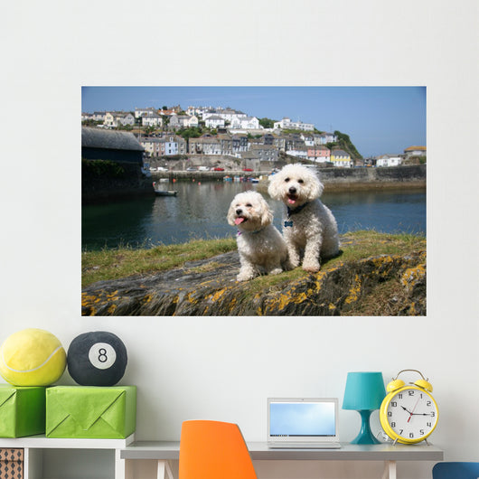 Bichon Frise Mevagissy Harbour Wall Decal