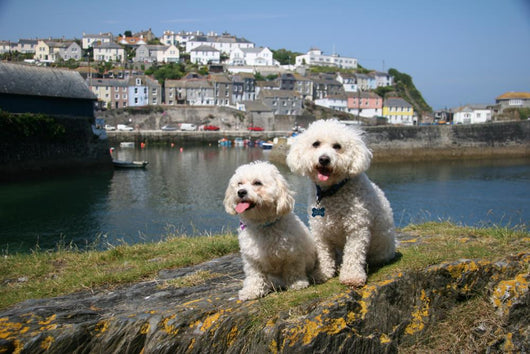 Bichon Frise Mevagissy Harbour Wall Decal