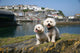 Bichon Frise Mevagissy Harbour Wall Decal