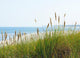 Sea Beach and Grass Wall Decal